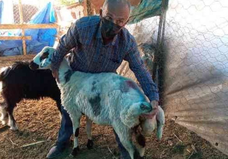 1 Ayda 9 Koyun Telef Edildi