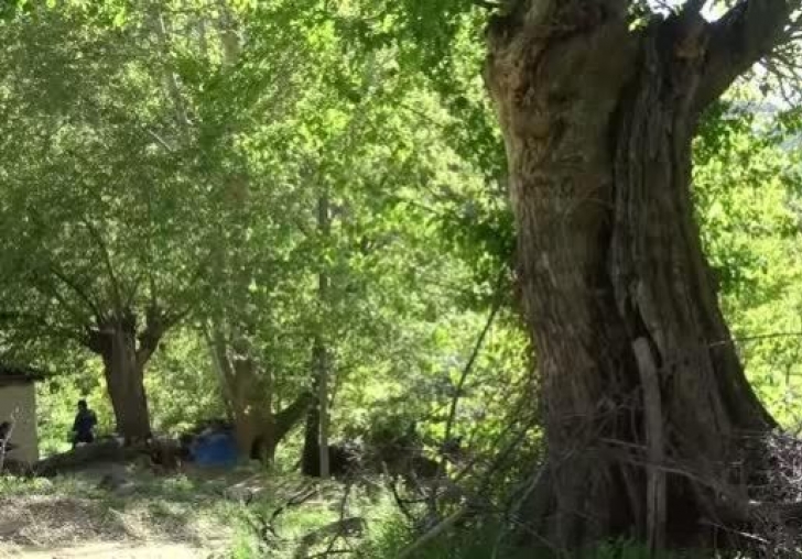 250 yıllık çınar ağacı için koruma talebi