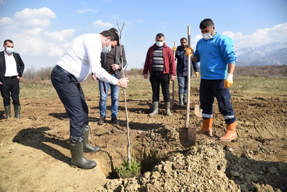 3 bin meyve fidanı ilçeyi yeşillendirecek
