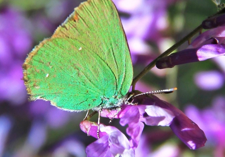  300 Bitkiye Ev Sahipliği Yapıyor