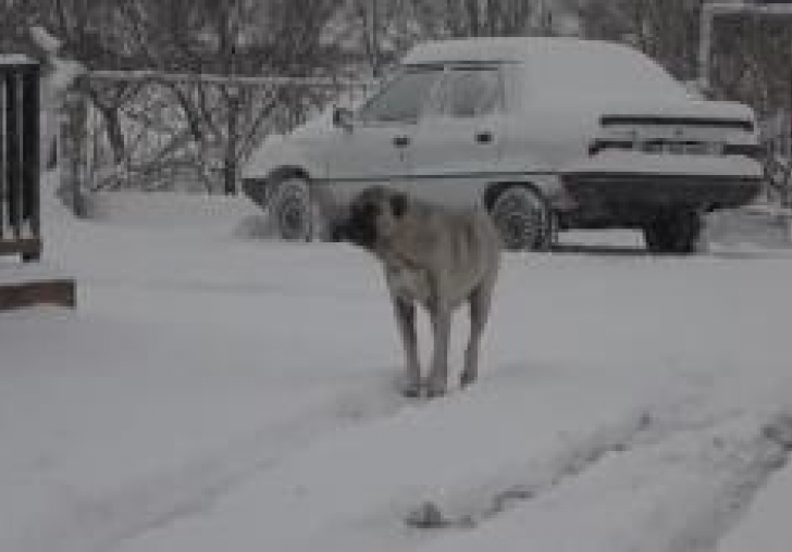 731 köy yolu araç ulaşımına kapandı