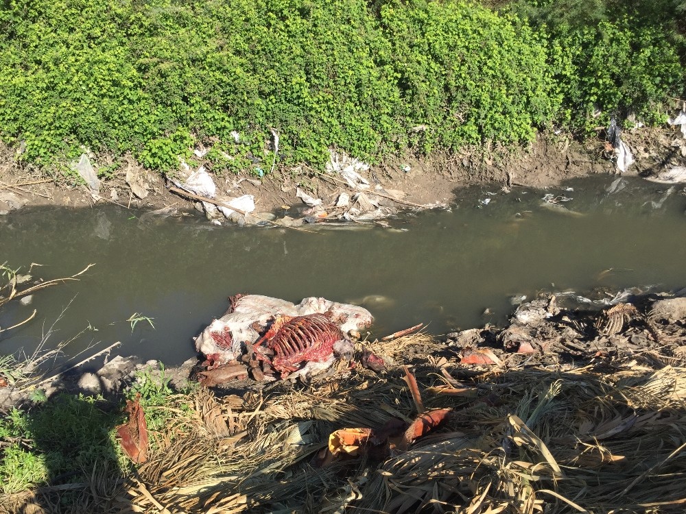 Adana´da tek tırnaklı hayvan başı ve kemikleri bulundu
