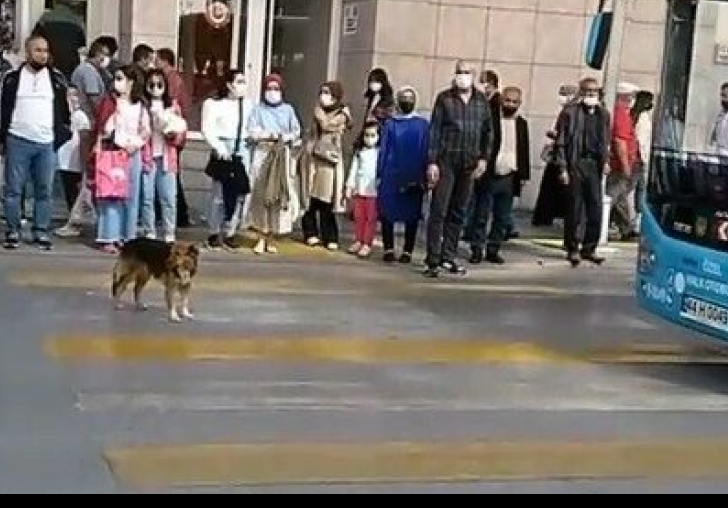 Akıllı Köpek Görenleri Şaşırttı