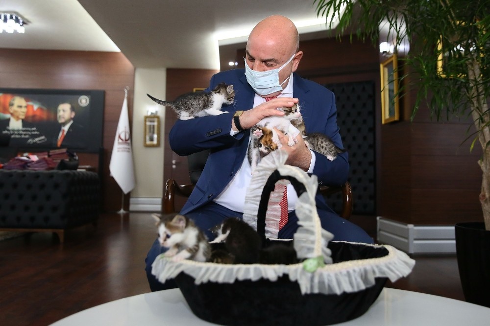 Ankara´daki 6 minik kedi yeni sahiplerini bekliyor
