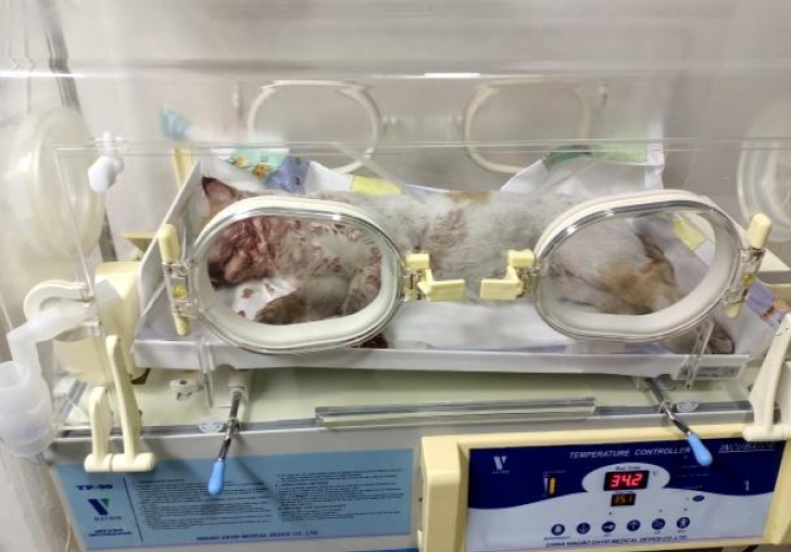 Aracın çarptığı kedi tedavi altına alındı