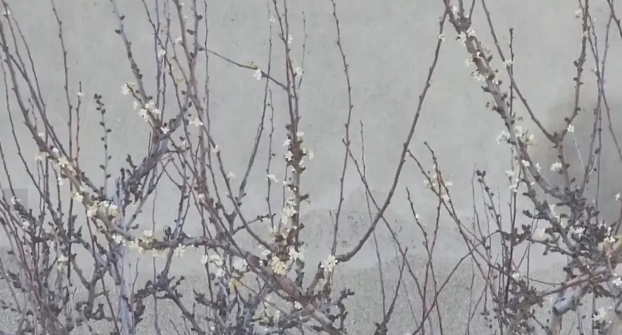 Aralık’ta çiçek açan kayısının kafası karıştı!