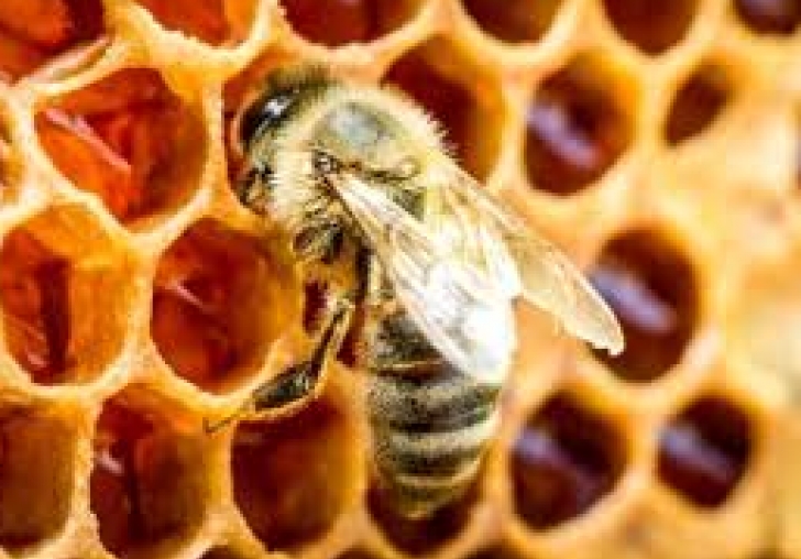 Arıcılarımızın Dikkatine: