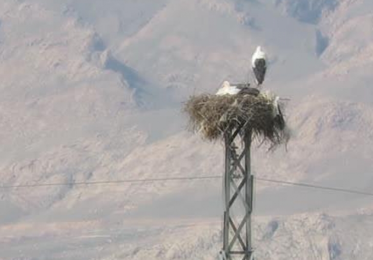 Baharın müjdecisi leylekler Malatya'ya gelmeye başladı
