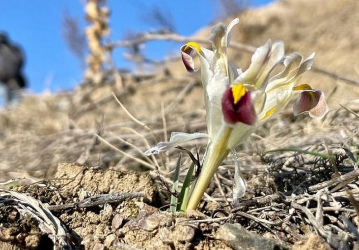Bir Bahar Müjdesi Daha.. 'Sultan Nevruz' Açtı