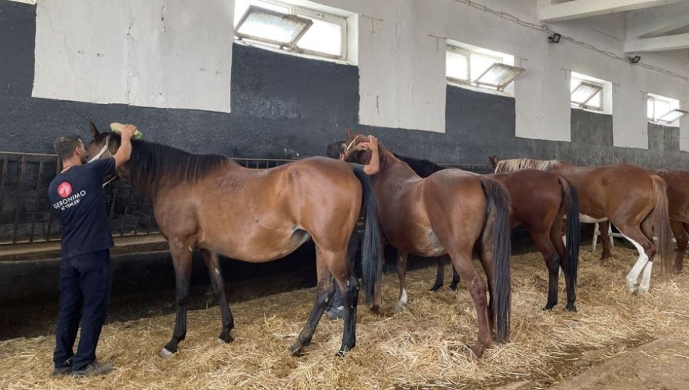 Burası da 'Sultansuyu At Huzurevi'