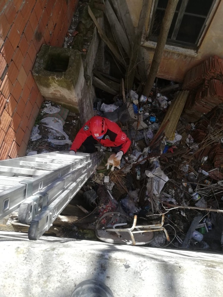 Burhaniye´de kedi kurtarma operasyonu
