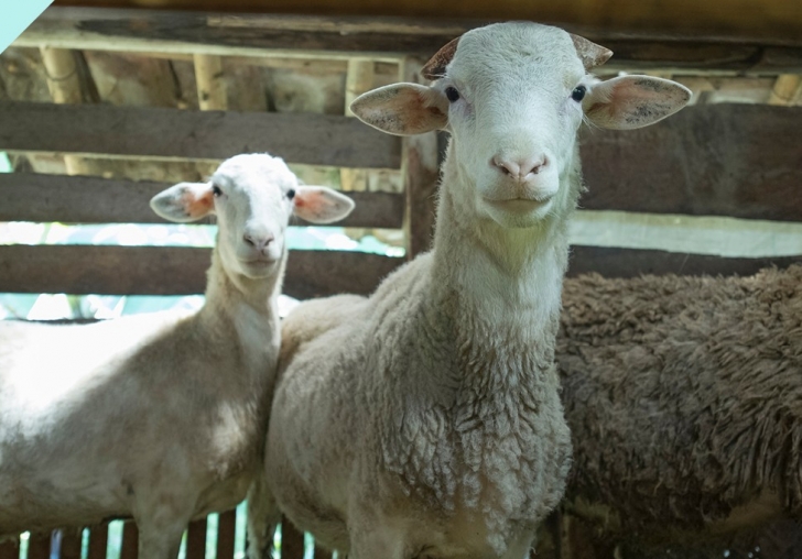 BÜYÜKŞEHİR BELEDİYESİ KURBAN KESİM KURSU DÜZENLİYOR!
