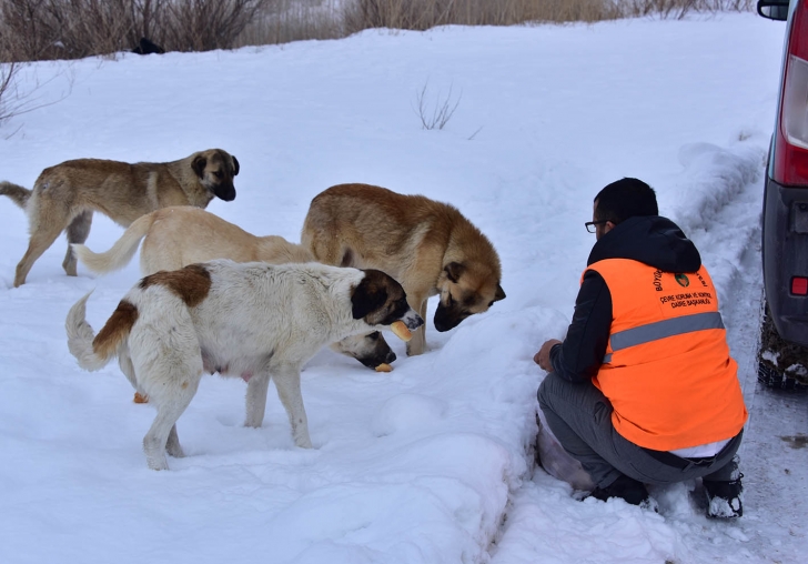 BÜYÜKŞEHİR BELEDİYESİ SOKAK HAYVANLARI İÇİN 25 AYRI NOKTADA YEMLEME ÇALIŞMASINA DEVAM EDİYOR