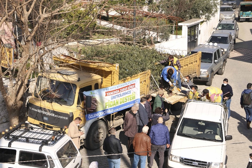Büyükşehir´den binlerce zeytin ve incir ağacı desteği
