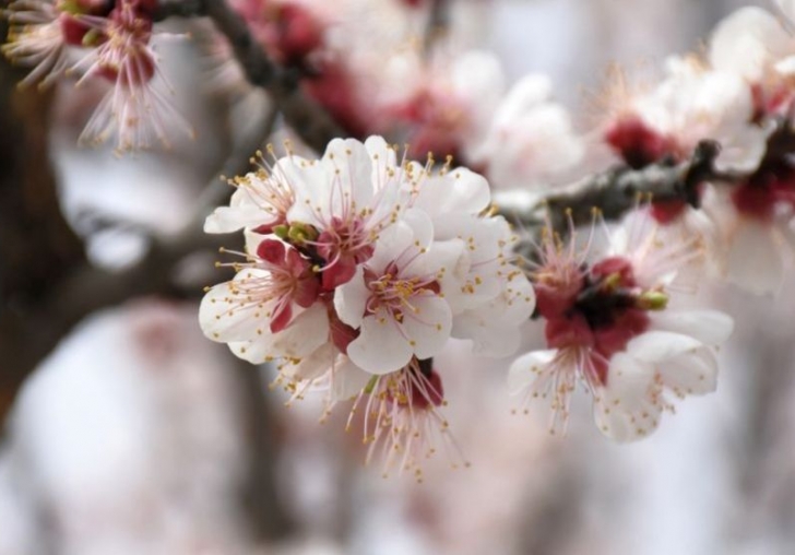 Çiçeklerimiz Kaliteli ve Meyveye Yatkın Görünüyor