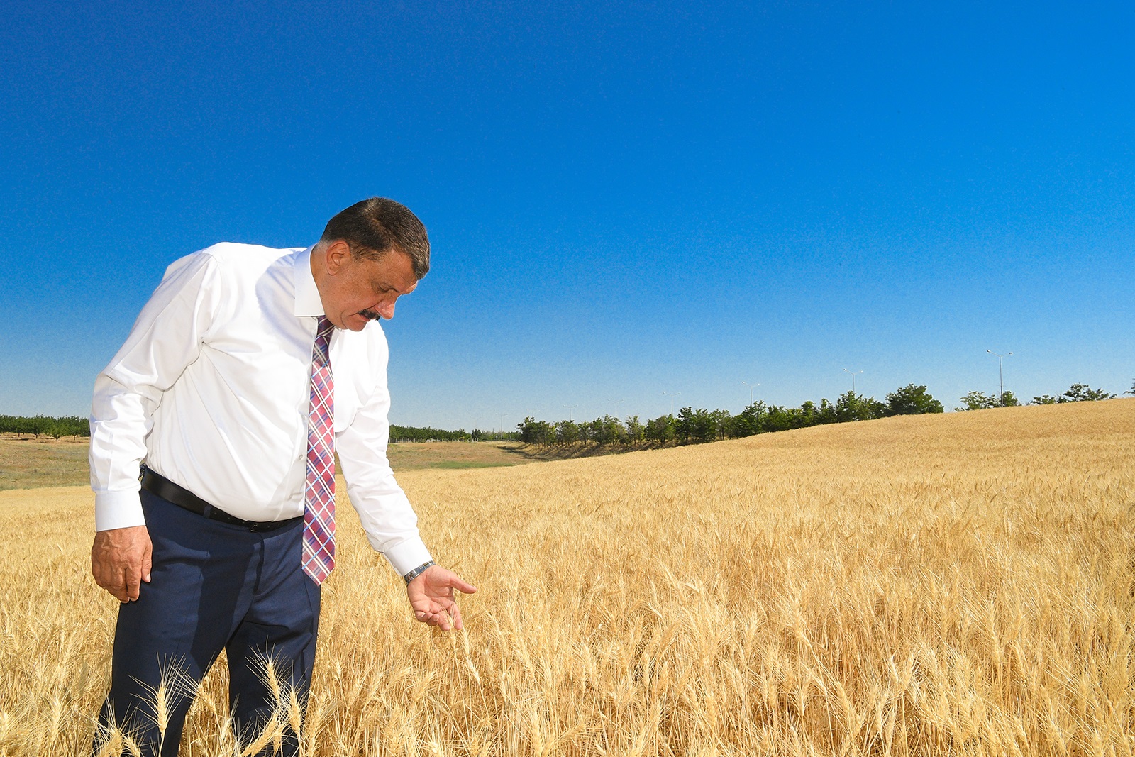 Çiftçilere Dağıtılan Tohumlar Hasat Ediliyor