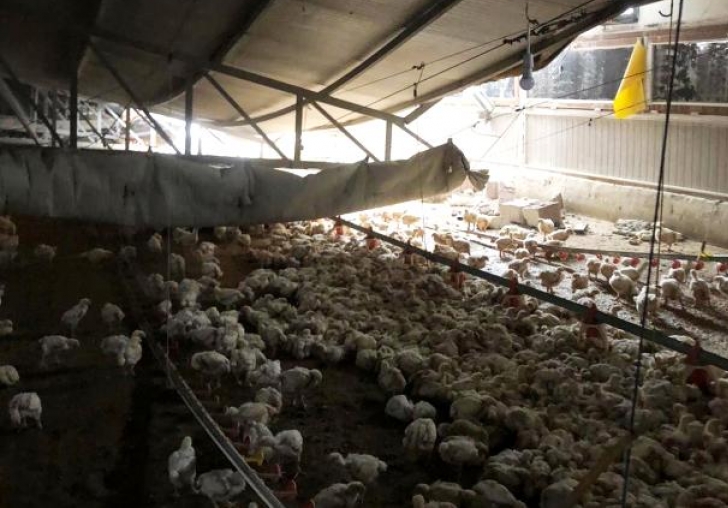 Çiftliğin çatısı çöktü, binlerce tavuk telef oldu