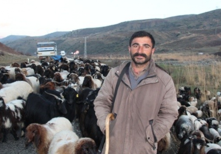 Çobanlık yapacak eleman bulamıyorlar: '10 bin lira maaş veriyoruz'