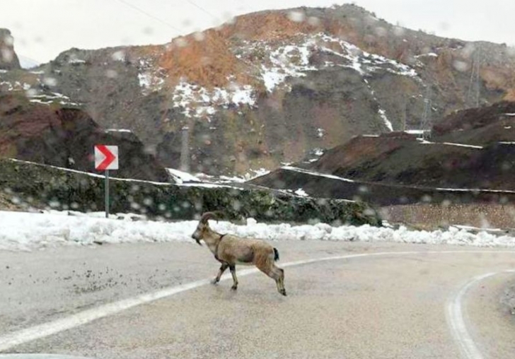 Dağ Keçisi Elazığ- Malatya Karayoluna İndi
