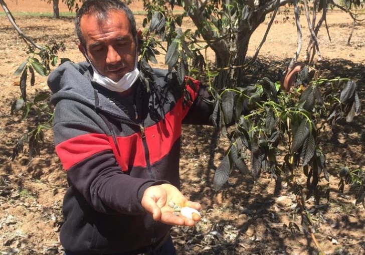 Darende'de Çiftçiler Mağdur