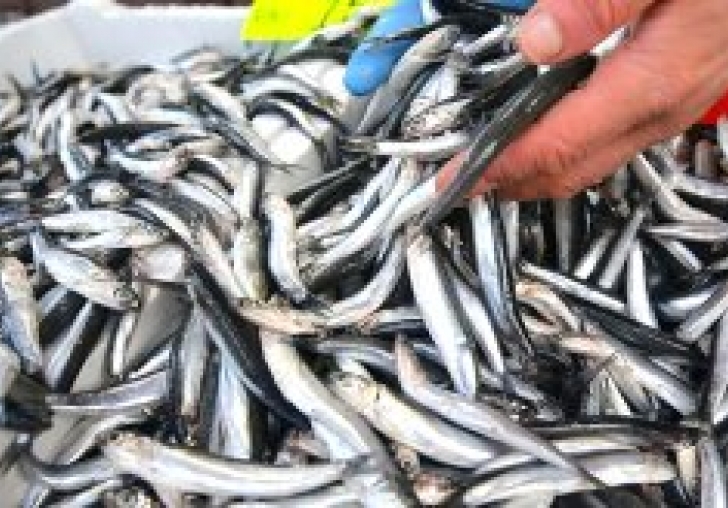 Deniz soğudu, balık bereketlendi! Hamsinin kilosu 60 liradan 25 liraya düştü