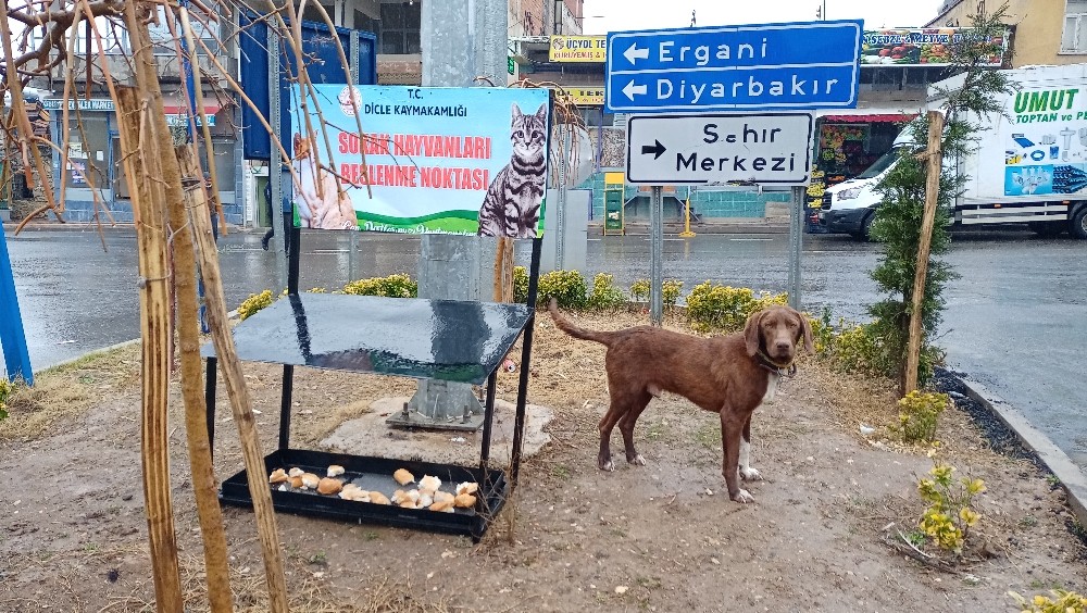 Dicle Kaymakamlığı, sokak hayvanları için beslenme noktası oluşturdu
