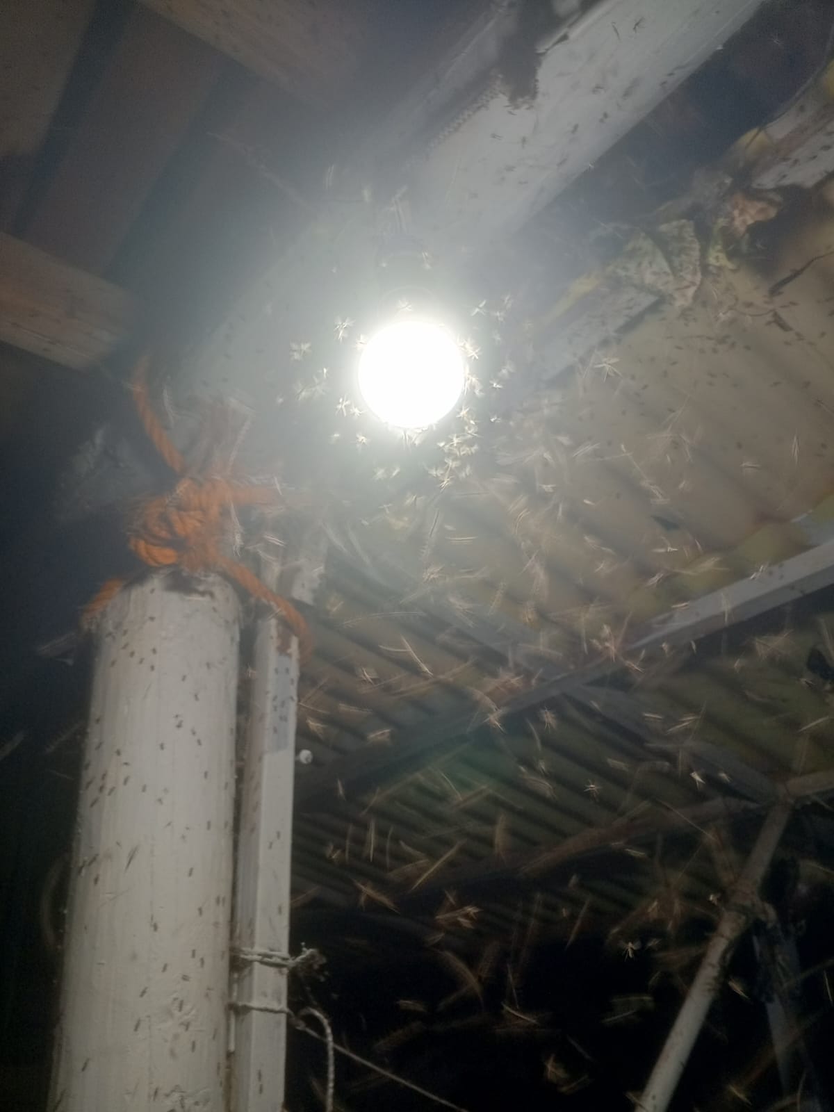 DİLEK MAHALLESİNDE SİVRİSİNEK İSTİLASI