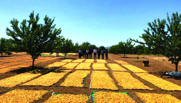 Doğanşehir’de Kayısı Hasadı Devam Ediyor