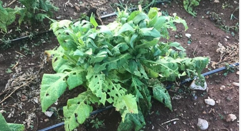 Dolu Tütün Ekili Alanlarda Hasara Yol Açtı