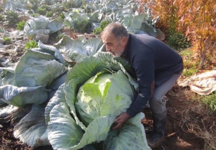 Elazığın 'Kesrik Lahanası' Belçika ve Ukraynadan alıcı buluyor