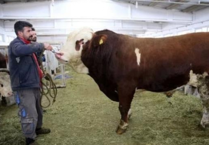 En pahalı sperm! Satışından 1,25 milyon lira elde etti