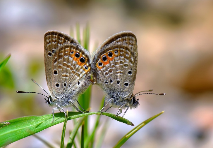 Fotoğraf Tutkusu Sayesinde 150 Kelebeği Resimledi