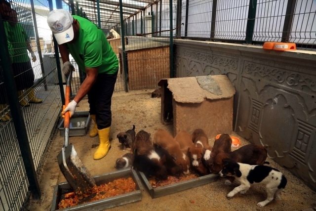 Geçici Hayvan Bakımevinde bin 819 köpek ve bin 213 kediye bakıldı
