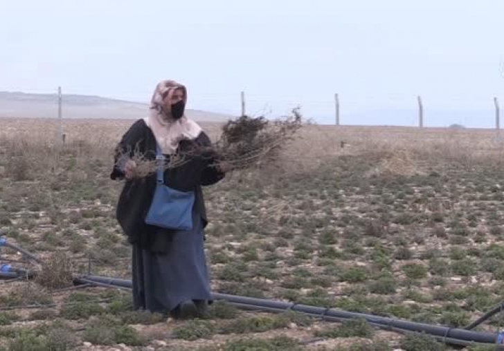 Girişimci kadınlar üretecekleri kekiğe hasat öncesi müşteri buldu