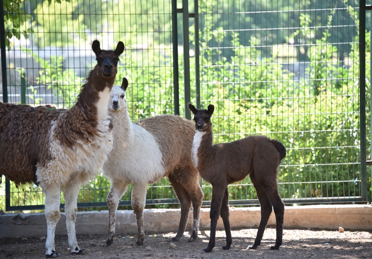 Hayvanat Bahçesi Ziyaretçilerini Ağırlıyor