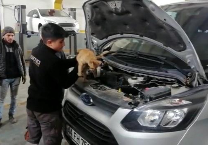 Isınmak için girdiği aracın motorundan çıkmak istemedi