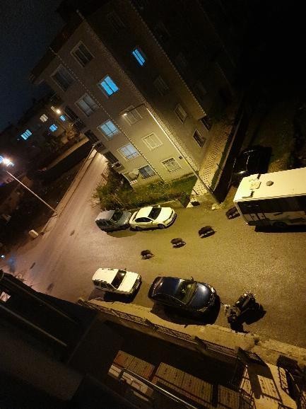 İzmir´de aç kalan domuz sürüsü şehre indi
