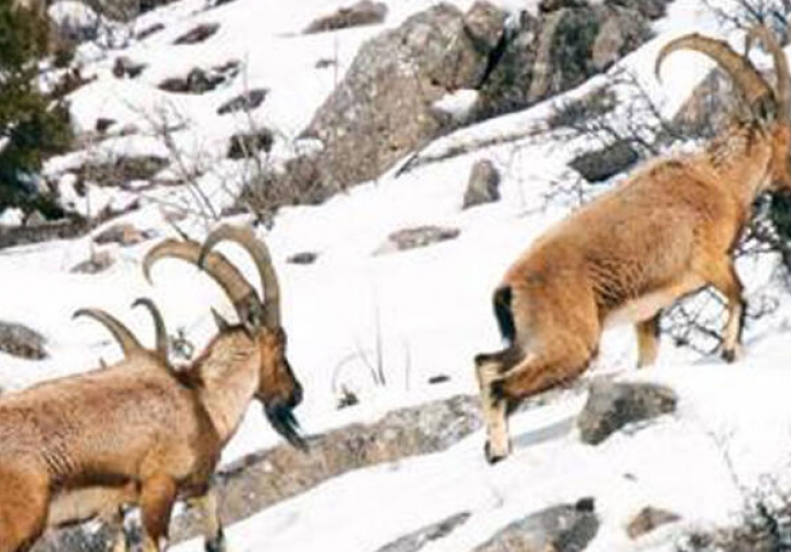 Jandarma yaban keçileri için karlı dağlara helikopterle 5 ton yem bıraktı