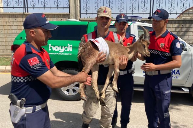 Jandarmanın bulduğu yaralı dağ keçisi tedavi altına alındı