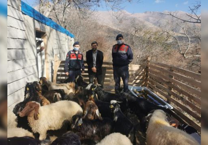 Kayıp 31 koyunu jandarma buldu 