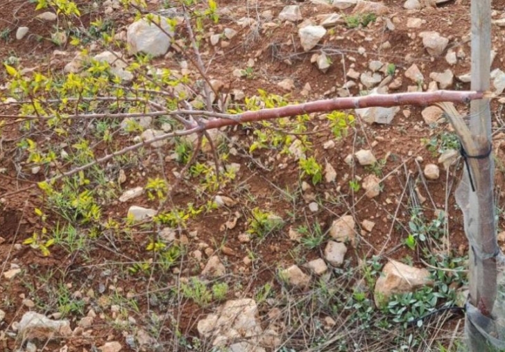 Kayısı Fidanların Kırdılar!