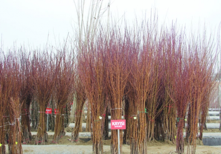 Kayısı fidanlarına yoğun talep