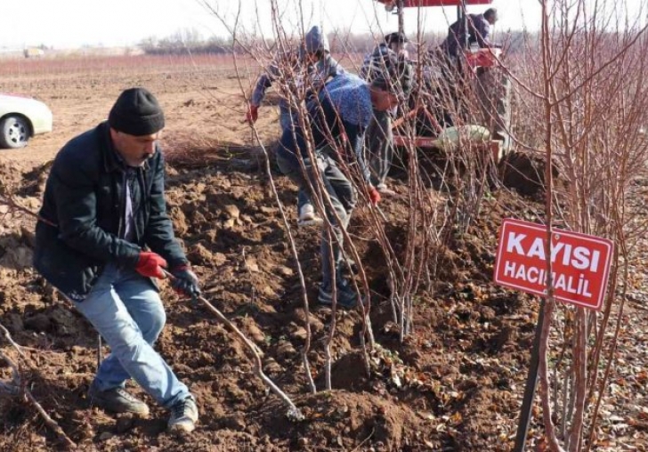 Kayısı fiyatları yükseldi fideye talep arttı 