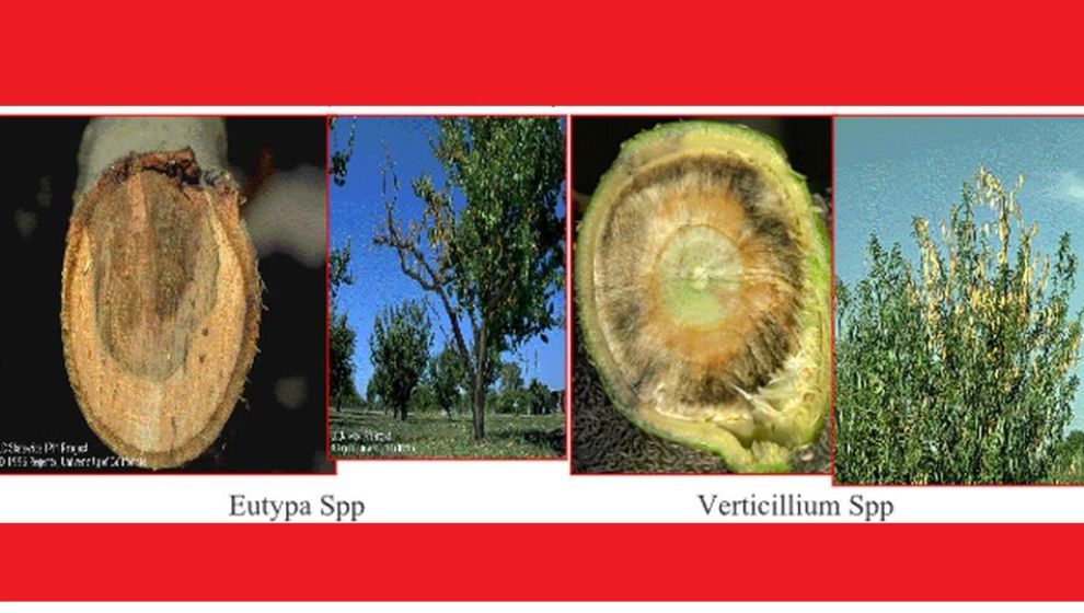 'Kayısıda Ağaç Ölümleri Görülmeye Başlandı, Çözüm İse..'