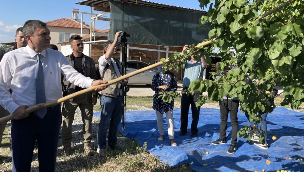 Kayısıda 'Hasat Günü' Etkinliği