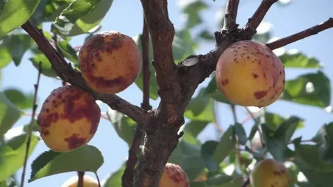 Kayısıda "Monilya" Alarmı: İki Yıl Üst Üste Verim Kaybı Riski!