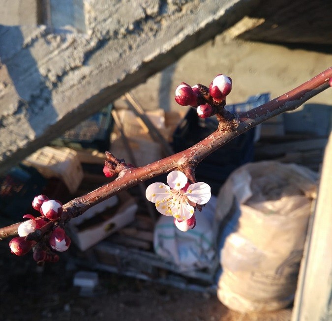 Kayısılar çiçek açmaya başladı
