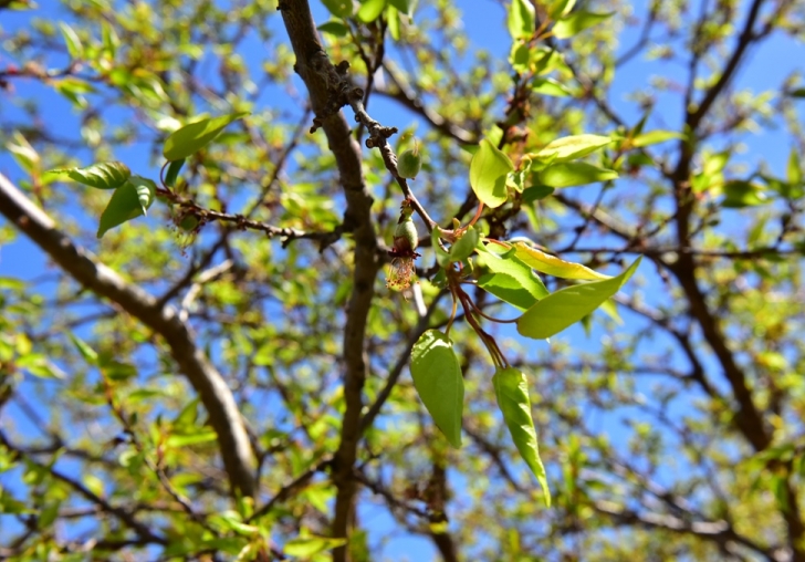 KAYISILARDA ZİRAİ DON HASARI