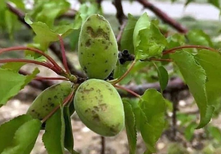 Kayısıya Dondan Sonra Dolu Zararı