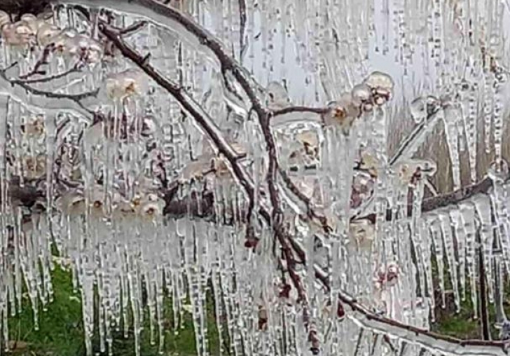 Kayısıyı bekleyen tehlike!